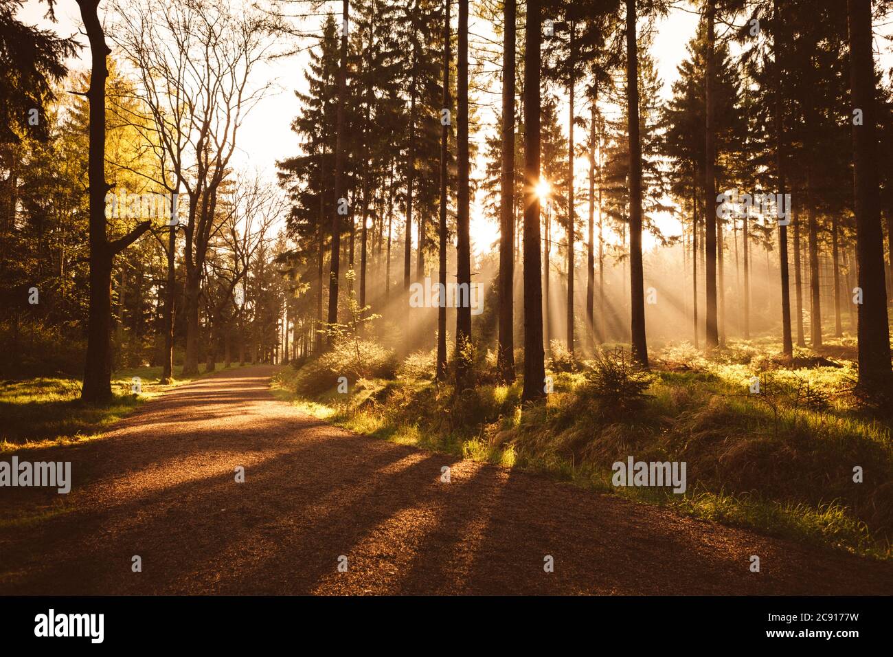 Golden sun rays hi-res stock photography and images - Alamy
