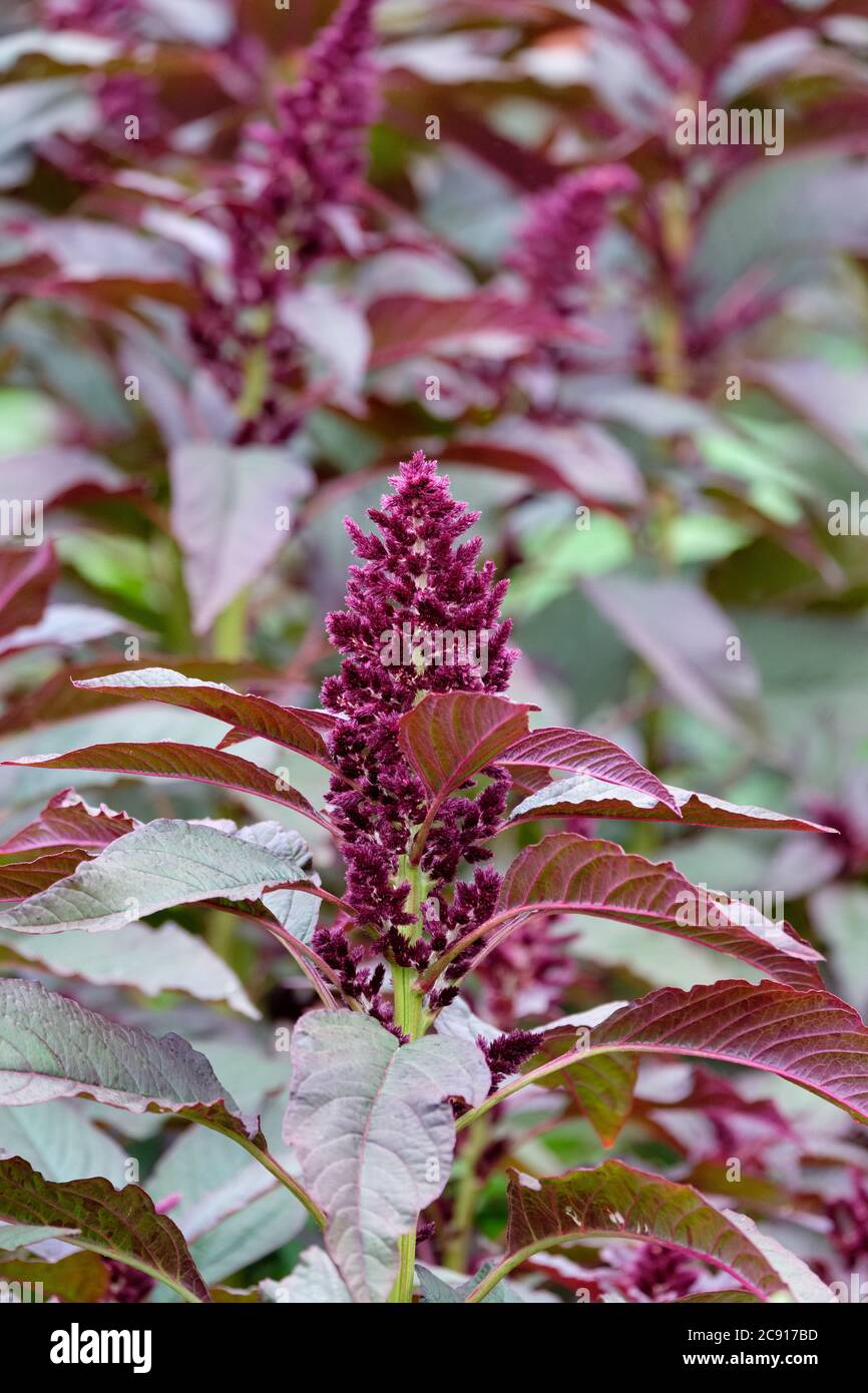 Deep rich crimson foliage of Amaranthus tricolor 'Red Army'.  Chinese Spinach, Calaloo 'Red Army'. Edible leaves Stock Photo