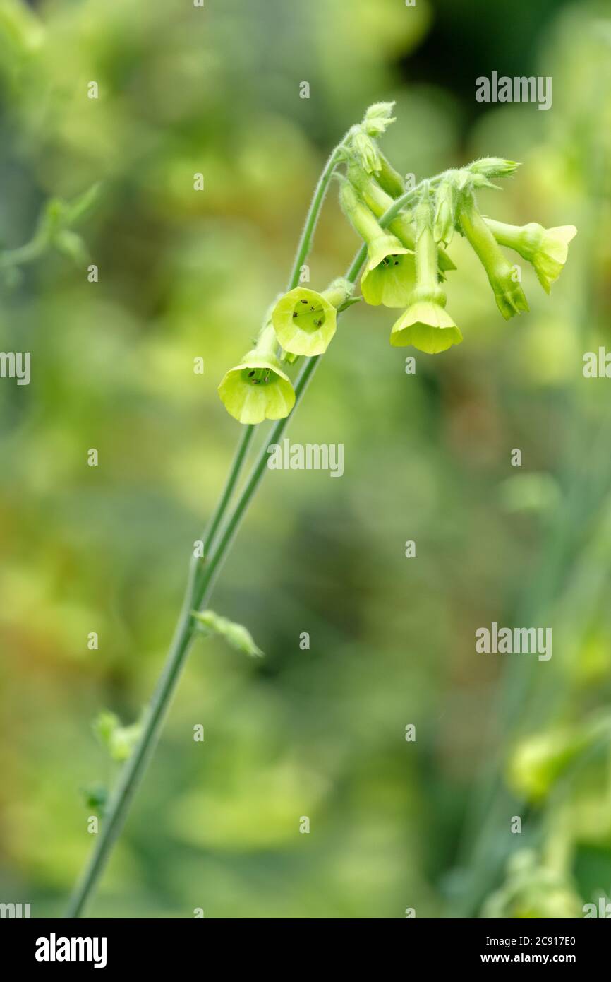 Green trumpet-shaped flowers of Nicotiana alata 'Lime Green', Tobacco Plant 'Lime Green', Flowering Tobacco 'Lime Green' Stock Photo