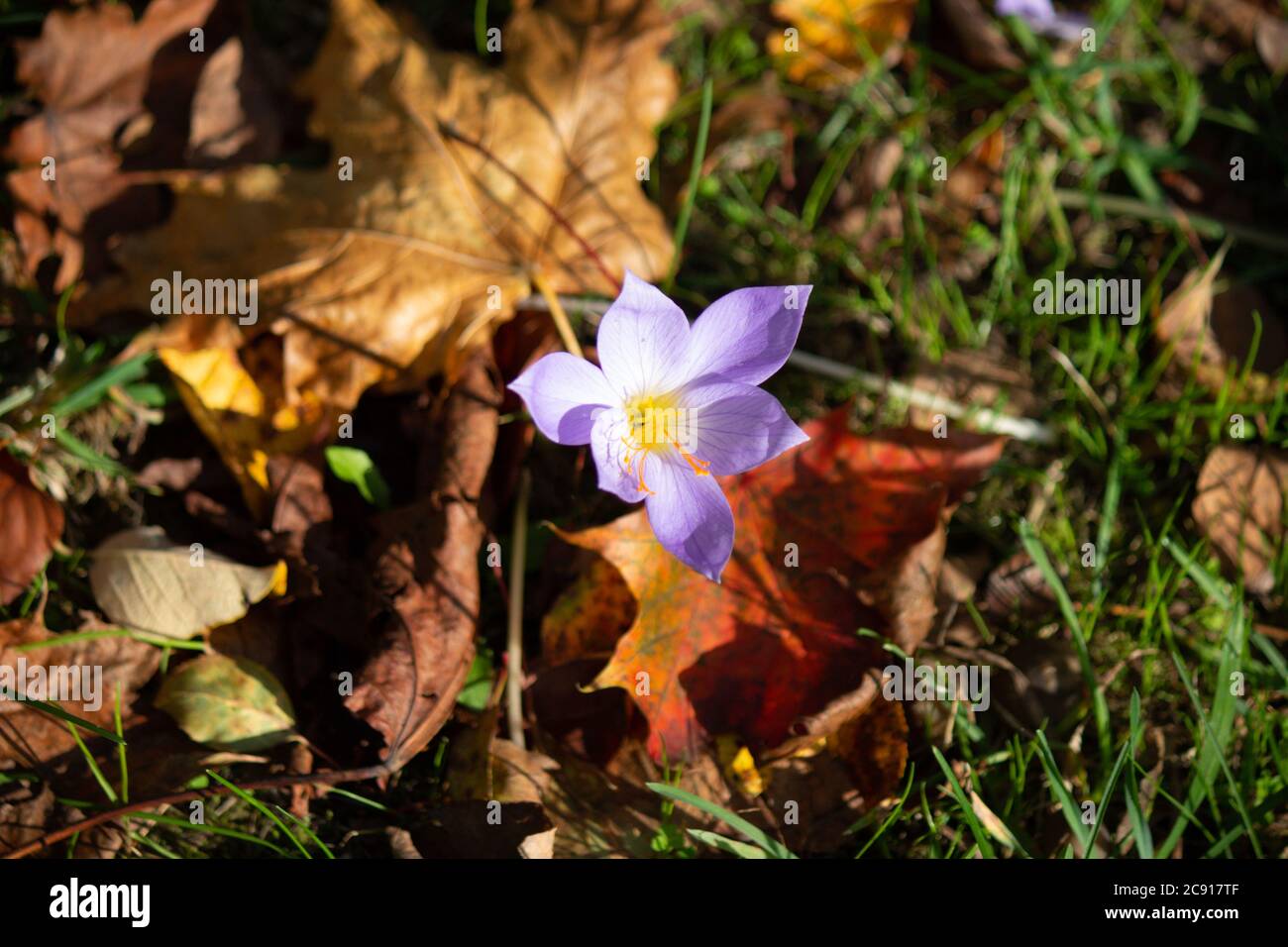 Violet Autumn Stock Photo