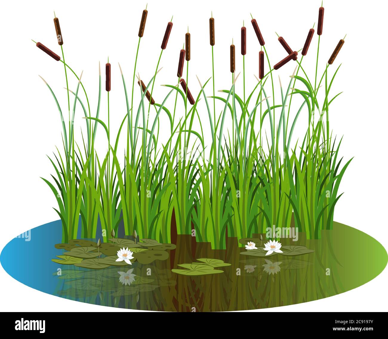 Bush reeds with water lily flowers and leaves on the pond water. Reeds stern and white water lily reflected in the pond lake water.. Art illustration Stock Vector