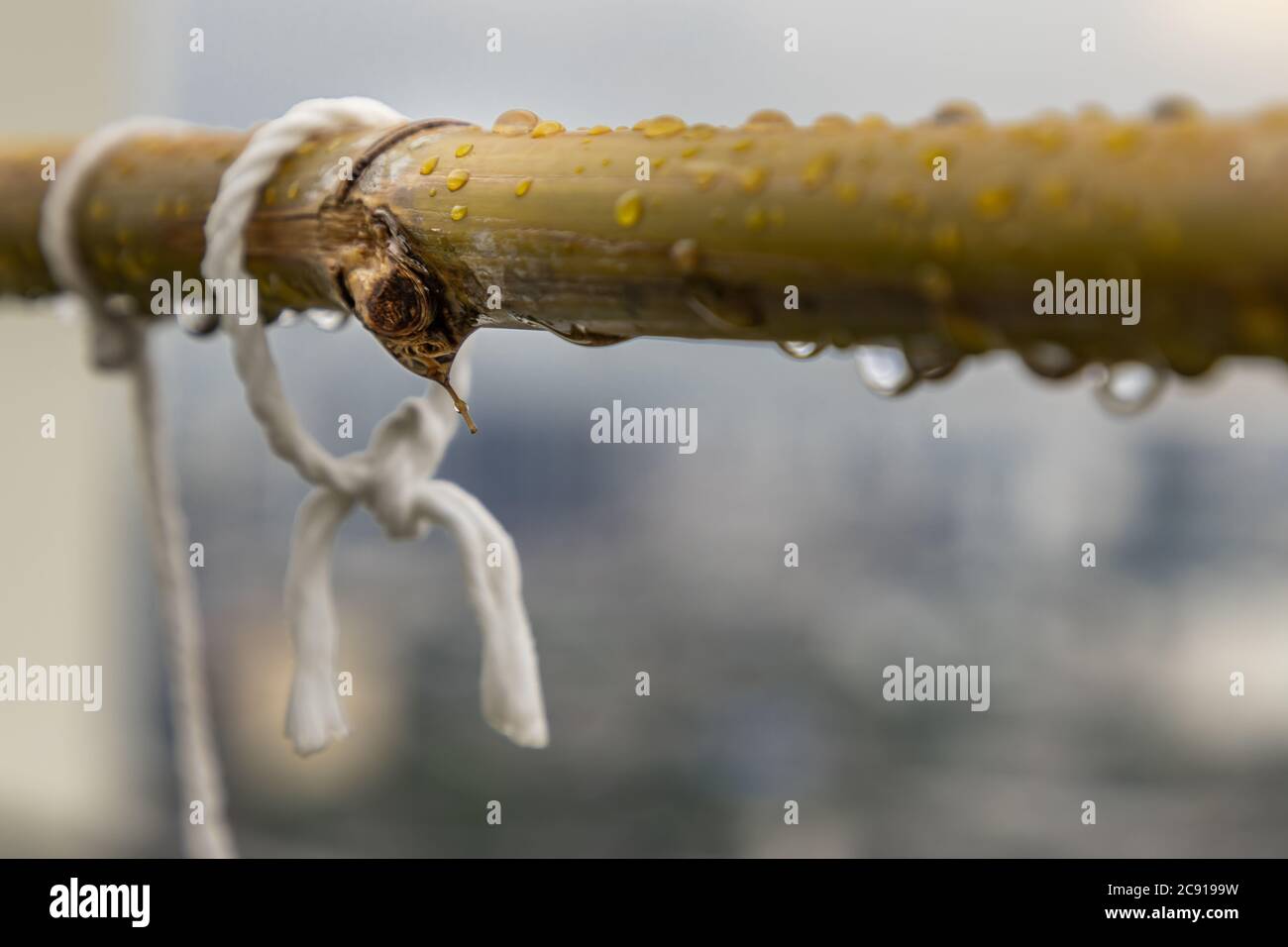 Rain water droplets on wet bamboo stick after rainfall. Selective focus. Stock Photo