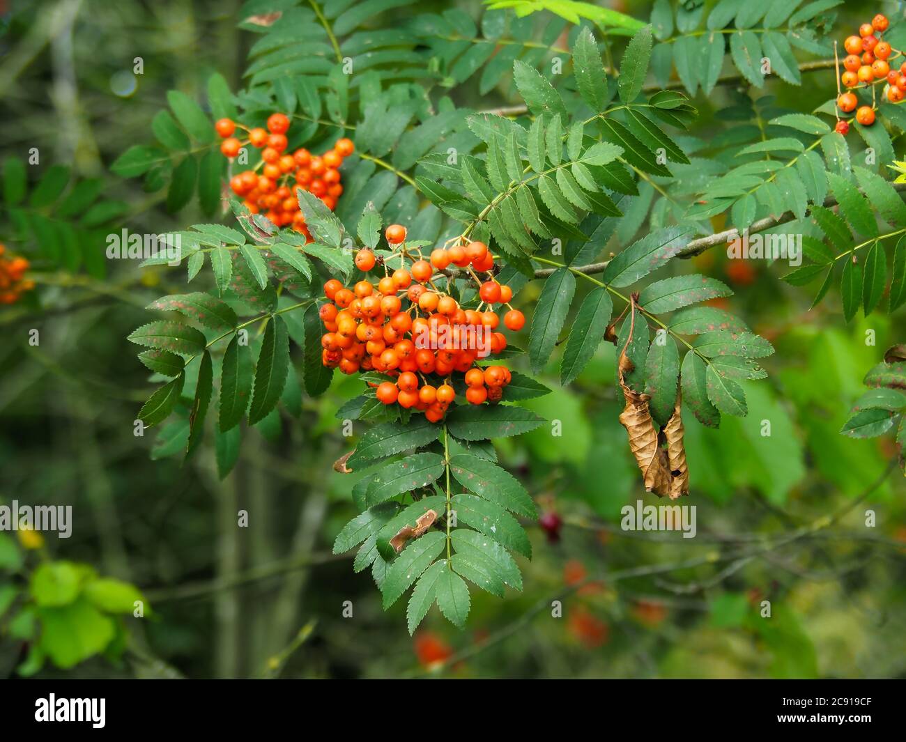 Red berries and green leaves on a rowan or mountain ash tree in late summer Stock Photo