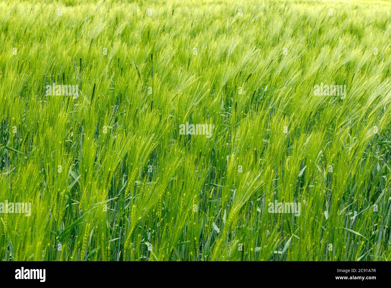 Barley plants hi-res stock photography and images - Alamy