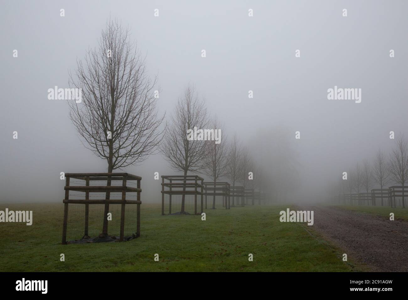 Young trees protected from damage by deer, Monmouthshire, Wales Stock Photo