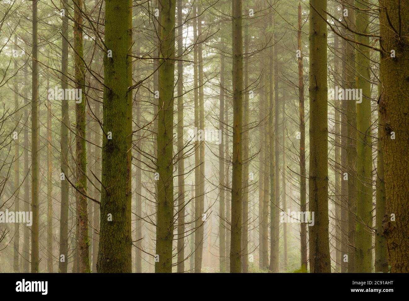 Sitka spruce, Picea sitchensis,  plantation, Wye Valley, Monmouthshire, Wales Stock Photo