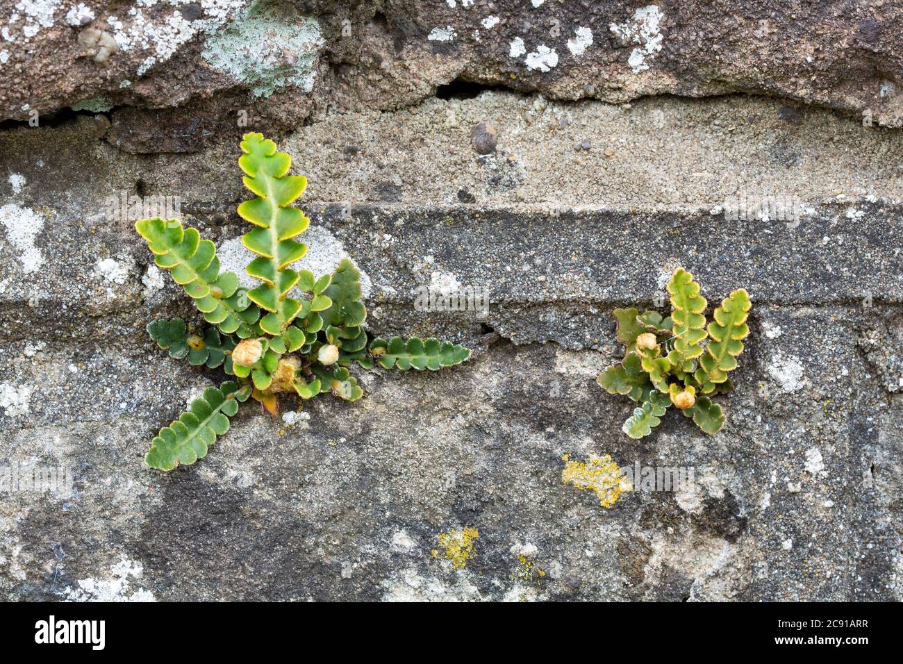 Rusty-back fern, Asplenium ceterach, (syn. Ceterach officinarum) growing on a stone wall.  Catbrook, Monmouthire, Wales.  Family Aspleniaceae Stock Photo
