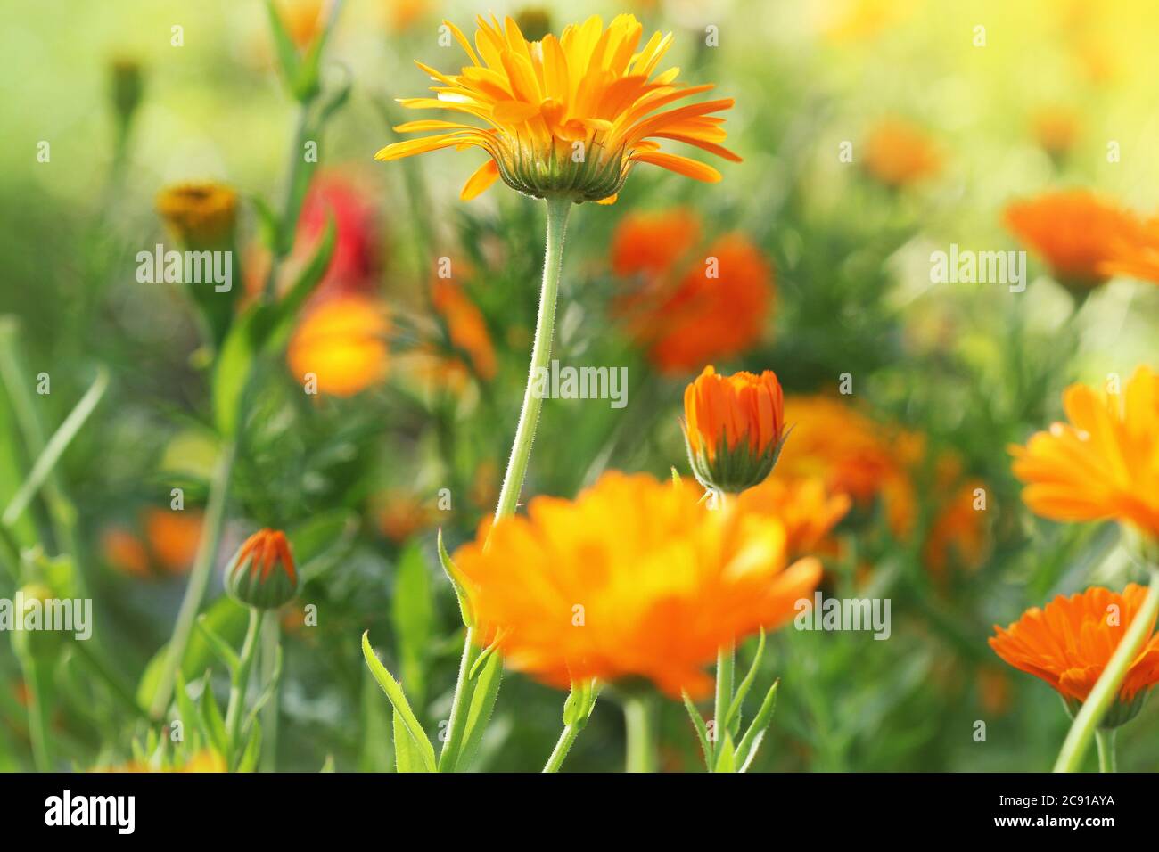 Marigold flowers in the meadow in the sunlight Stock Photo