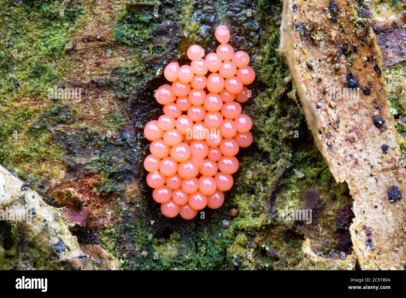 Arcyria ferruginea, a pink slime mould, growing on conifer trunk.  Catbrook, Monmouthshire, January. Stock Photo