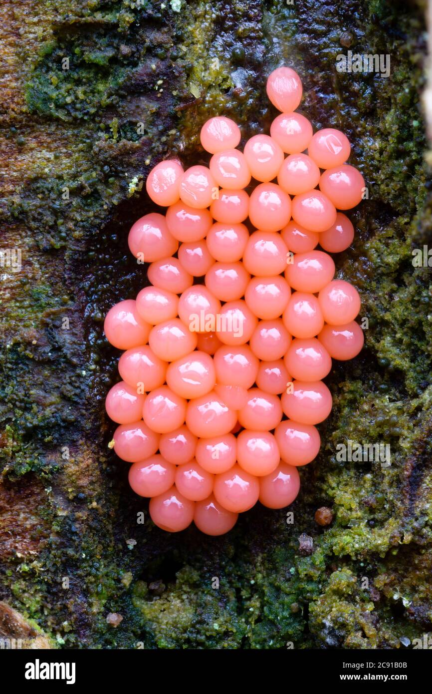 Arcyria ferruginea, a pink slime mould, growing on conifer trunk.  Catbrook, Monmouthshire, January. Stock Photo