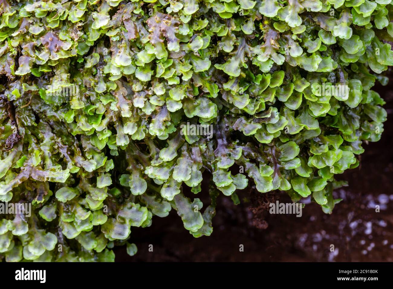 A liverwort, Pellia species, probably P. neesiana, Wye Valley, Monmouthshire Stock Photo