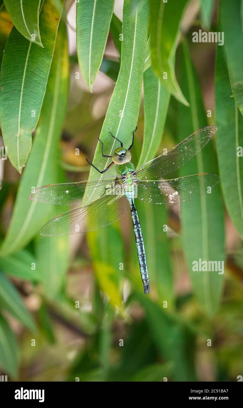 Emperor dragonfly, Anax imperator dragonfly, resting on a branch. Andalusia, Spain. Stock Photo