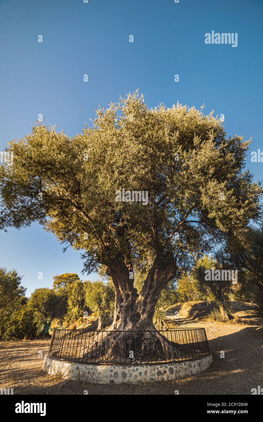 Millenary olive tree in Parc d'Estienne d'Orves (Olivier Millenaire du Parc Estienne) is an ancient olive tree and landmark in this park Stock Photo