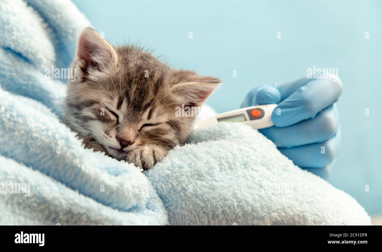 Ill baby cat tabby kitten on blue plaid. Veterinarian in gloves measures temperature to cat. Veterinary clinic and veterinarian medicine for pets and Stock Photo