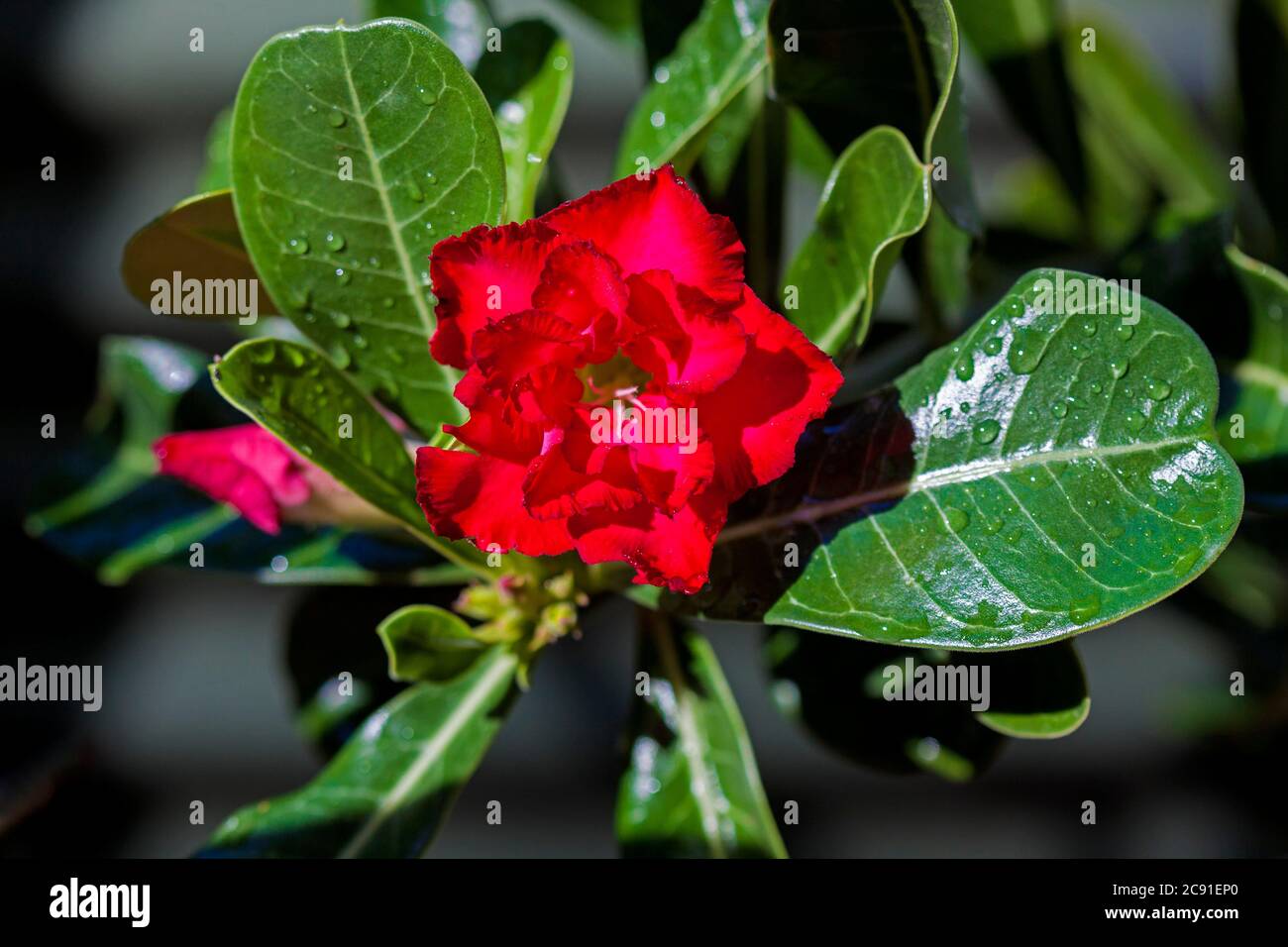 Double bright red flower of drought tolerant succulent plant, Adenium obesum,  Desert Rose, surrounded by dark green leaves with raindrops Stock Photo