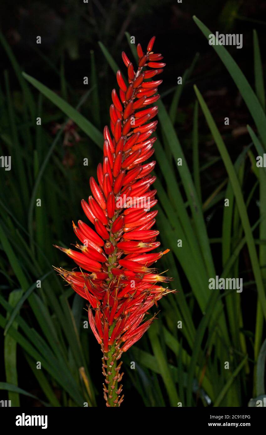 Tall spike of vivid red flowers of drought tolerant succulent plant Aloe  'Erik The Red' with background of dark green foliage Stock Photo - Alamy