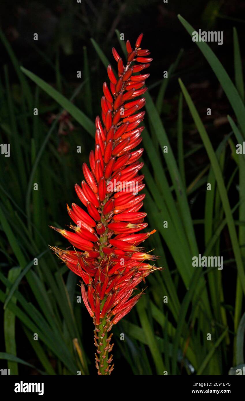 Tall spike of vivid red flowers of drought tolerant succulent plant Aloe  'Erik The Red' with background of dark green foliage Stock Photo