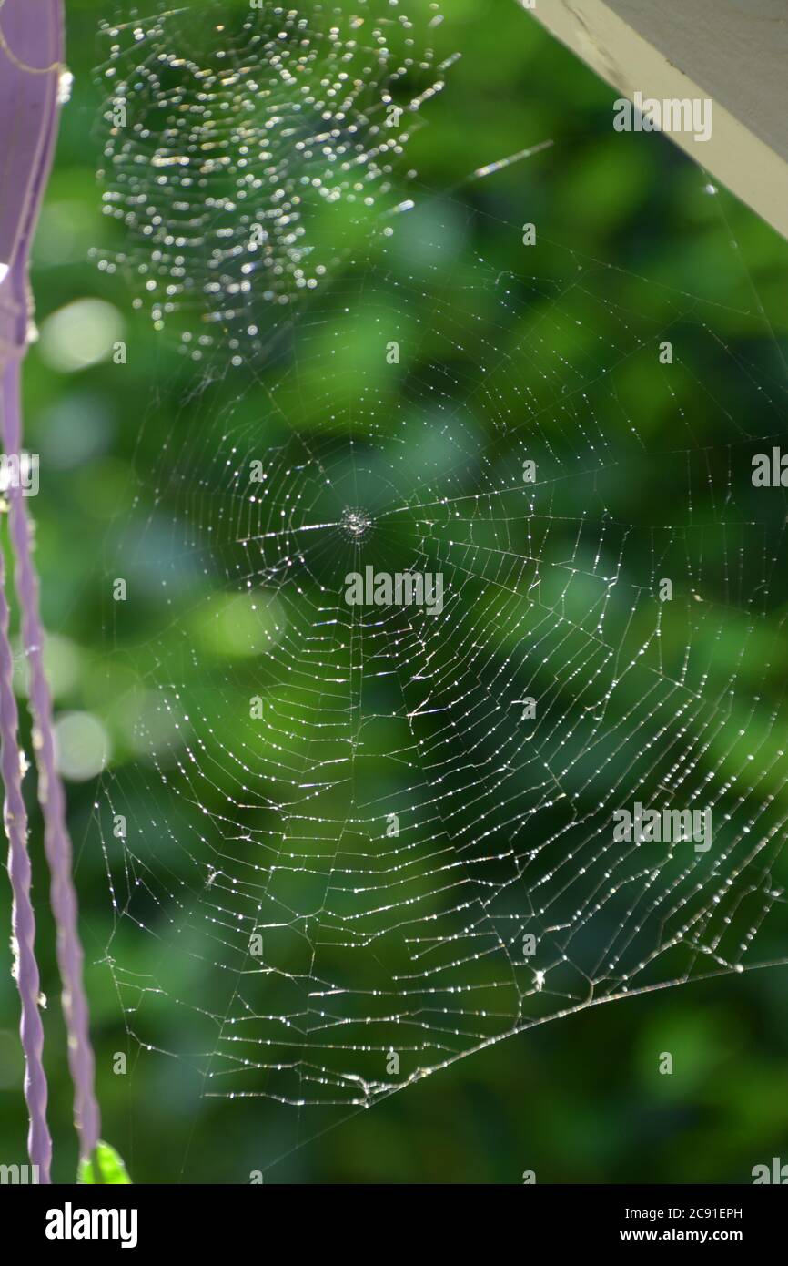 spider web with water droplets in the early morning sun Stock Photo