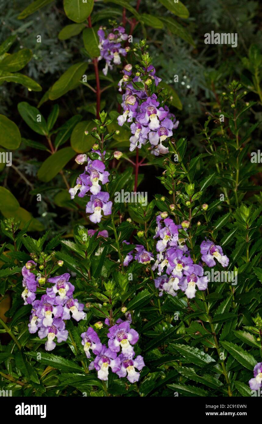 Mauve and white flowers of Angelonia augustifolia 'Angel Face', evergreen perennial plant, with background of dark green leaves in Australia Stock Photo