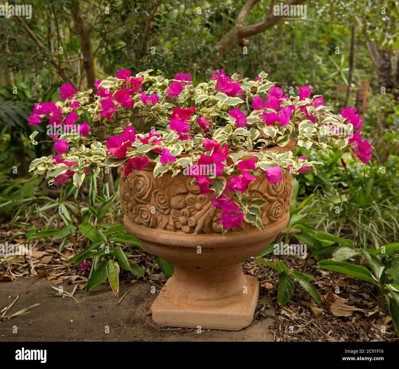 Bambino bougainvillea, drought tolerant plant with variegated leaves & vivid pink / red flowers growing in decorative terracotta container in garden Stock Photo