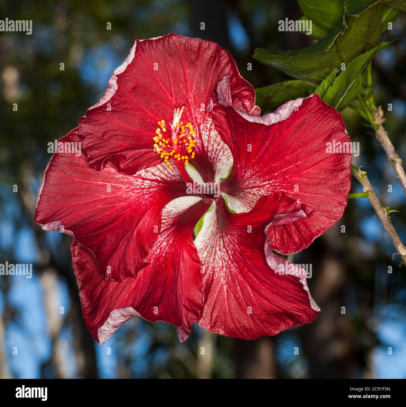 Unusual large vivid red flower daubed with flecks of white of Hawaiian Hibiscus cultivar  'Dragon's Breath' against background of blue sky and foliage Stock Photo
