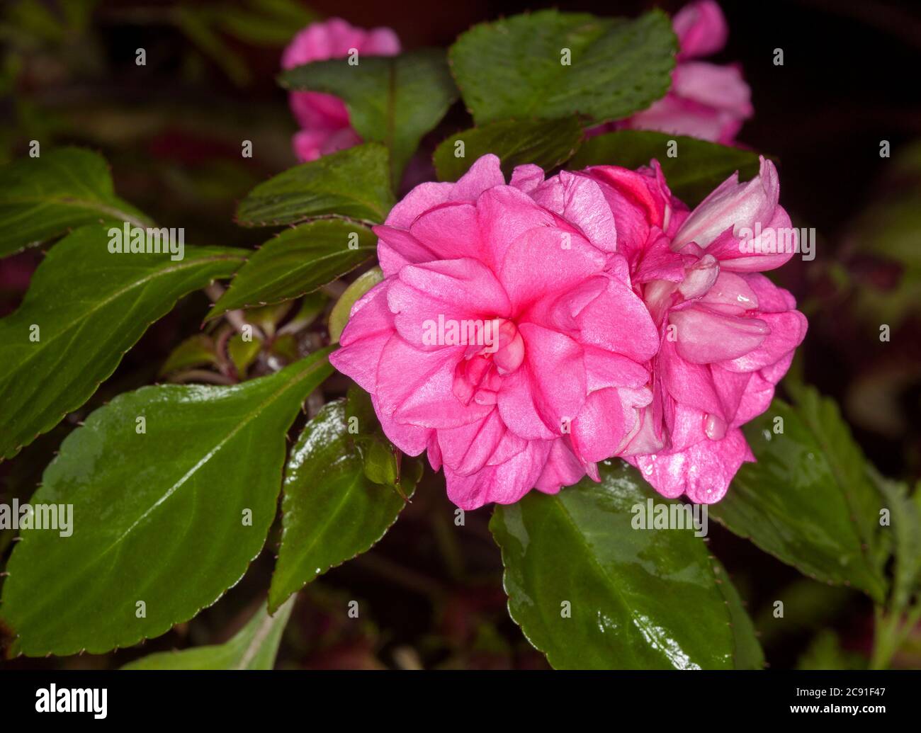 Double vivid pink flowers against dark green leaves of Impatiens walleriana, a shade loving plant in Australia Stock Photo