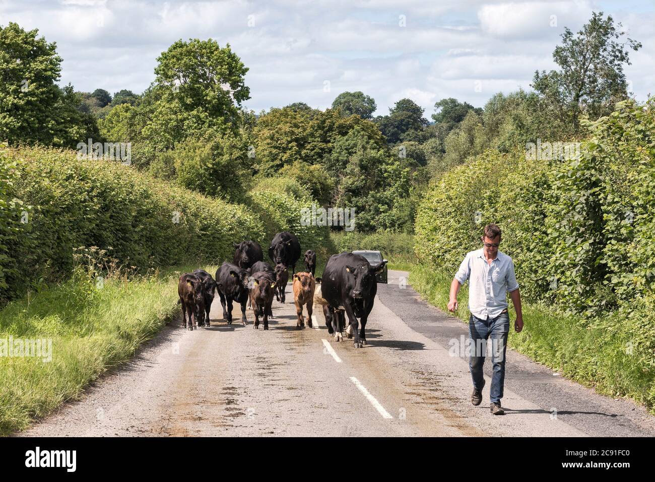 A farmer leads his cattle along a quiet country lane in Herefordshire, UK Stock Photo
