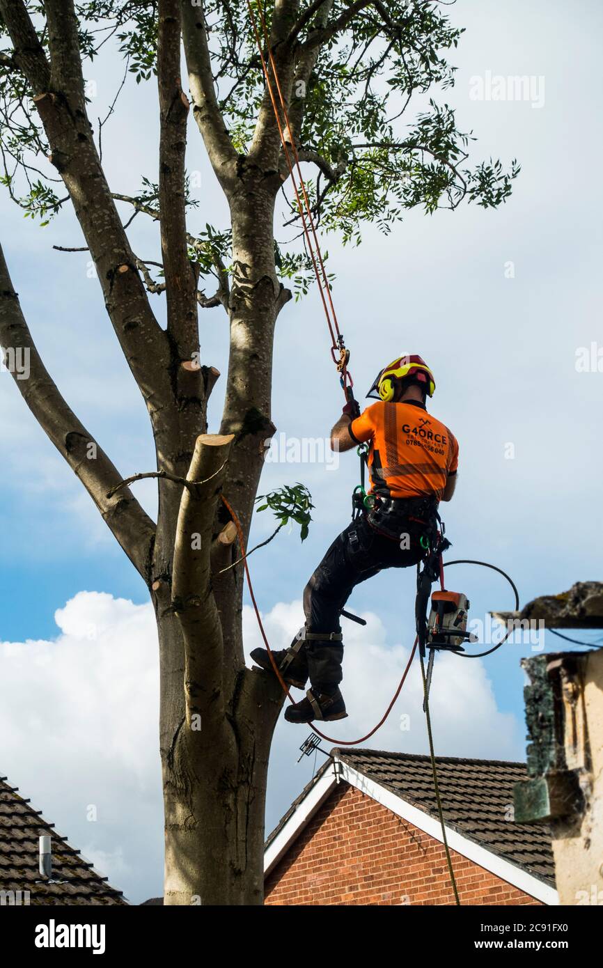Tree Surgeon cutting down a tree on a housing estate, Greater Manchester, England, UK. Stock Photo