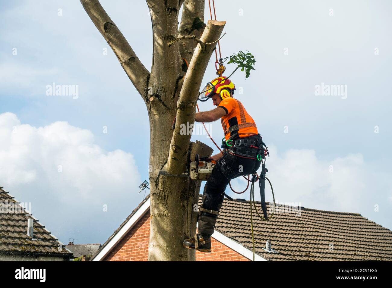 Tree Surgeon cutting down a tree on a housing estate, Greater Manchester, England, UK. Stock Photo
