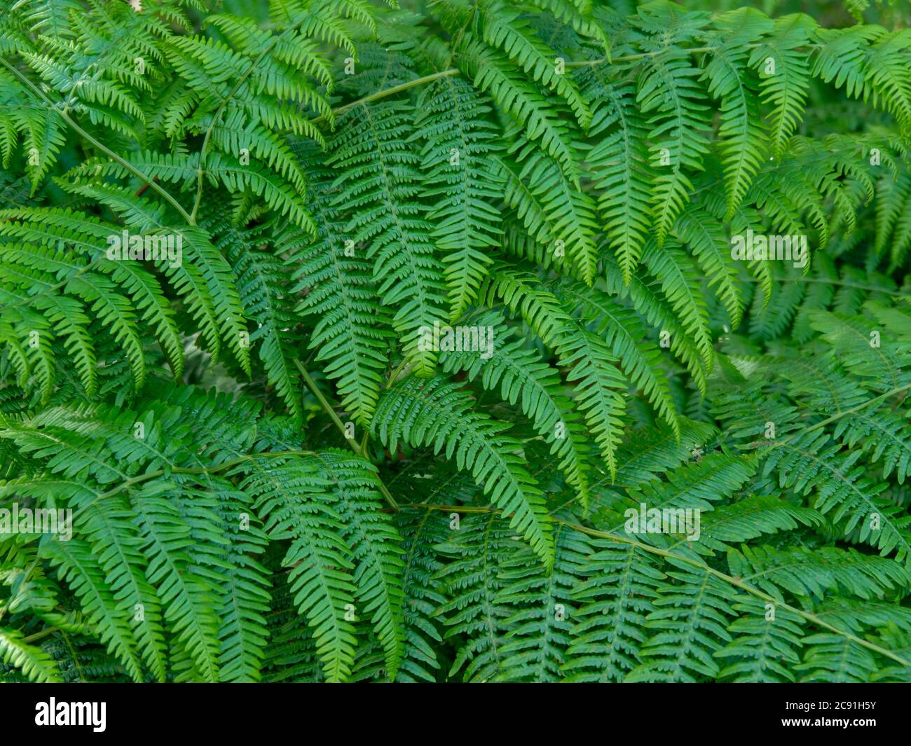 Closeup of the dense overlapping green leaves of bracken plants Stock Photo