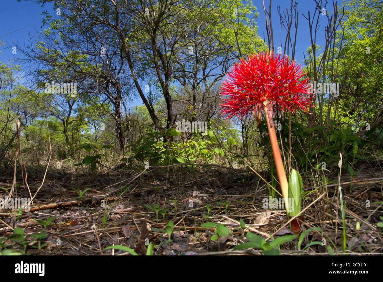 The Common Fireball is a widespread member of the lily family. The magnificent flower head appears with the first rains and often after fires Stock Photo