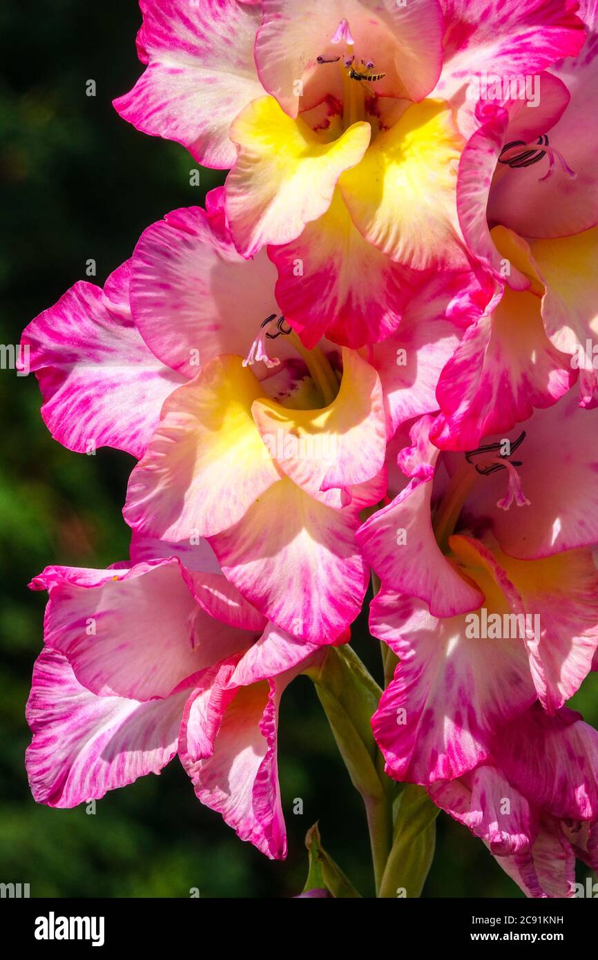 Gladiolus "Priscilla" flower, Gladioli Flower Stock Photo Alamy