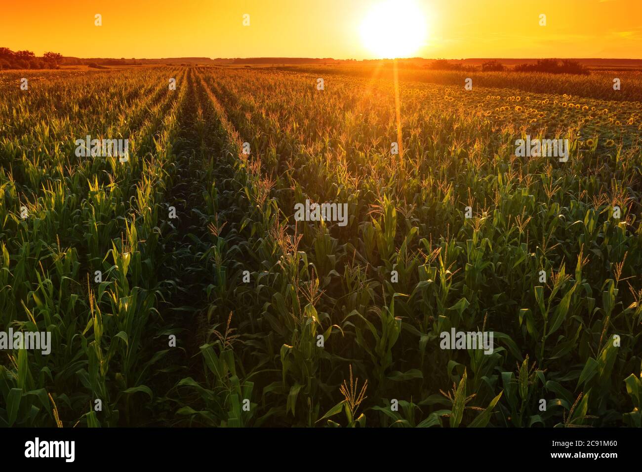 Beautiful corn field in sunset, drone footage aerial shot of green crops plantation Stock Photo