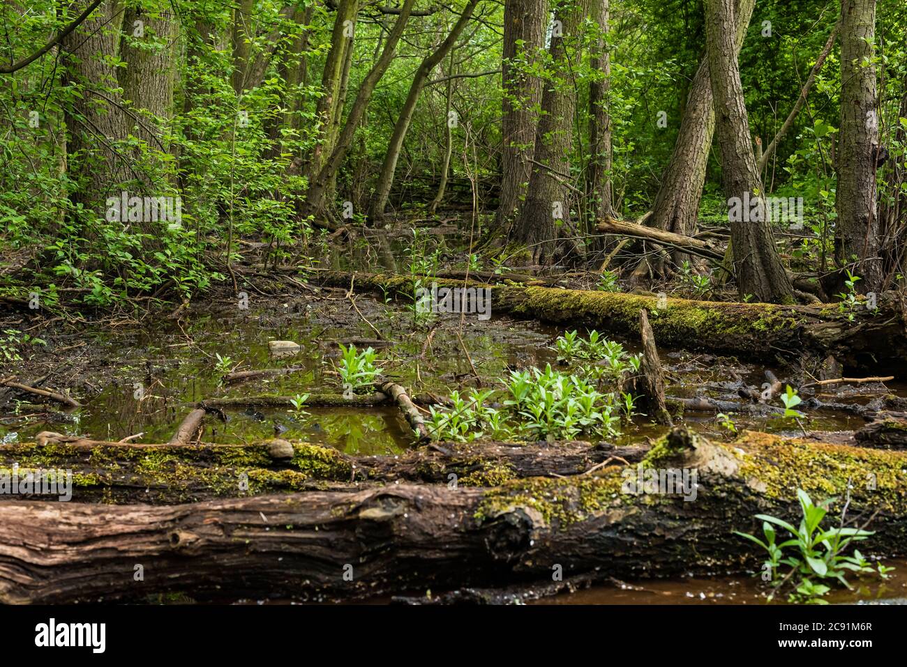 Fallen trees in a swamp, dead trees in the swamp Stock Photo - Alamy