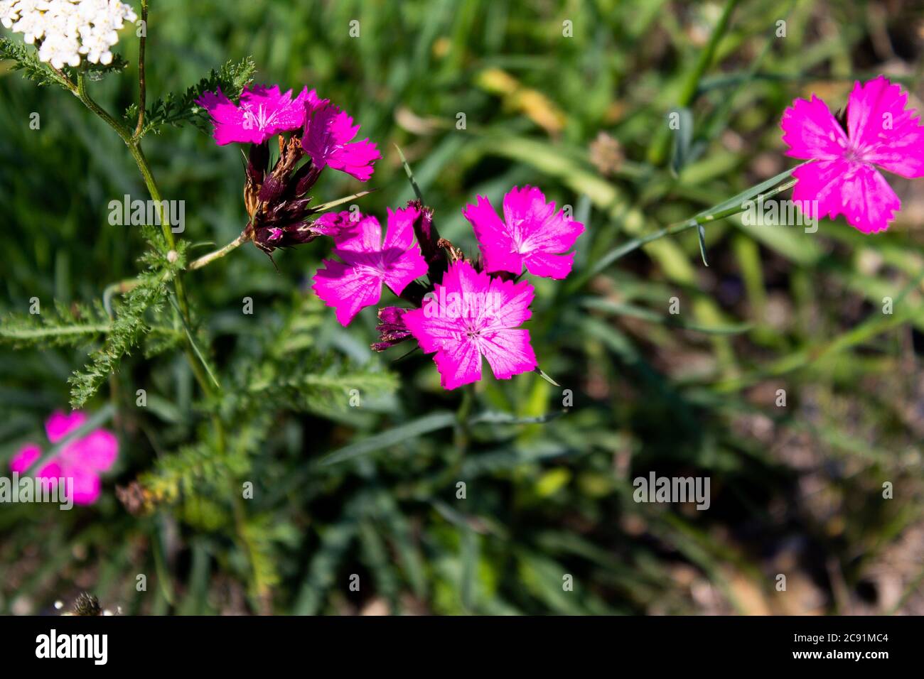 Flower head of a Carthusian carnation with several flowers. Dianthus carthusianorum Stock Photo