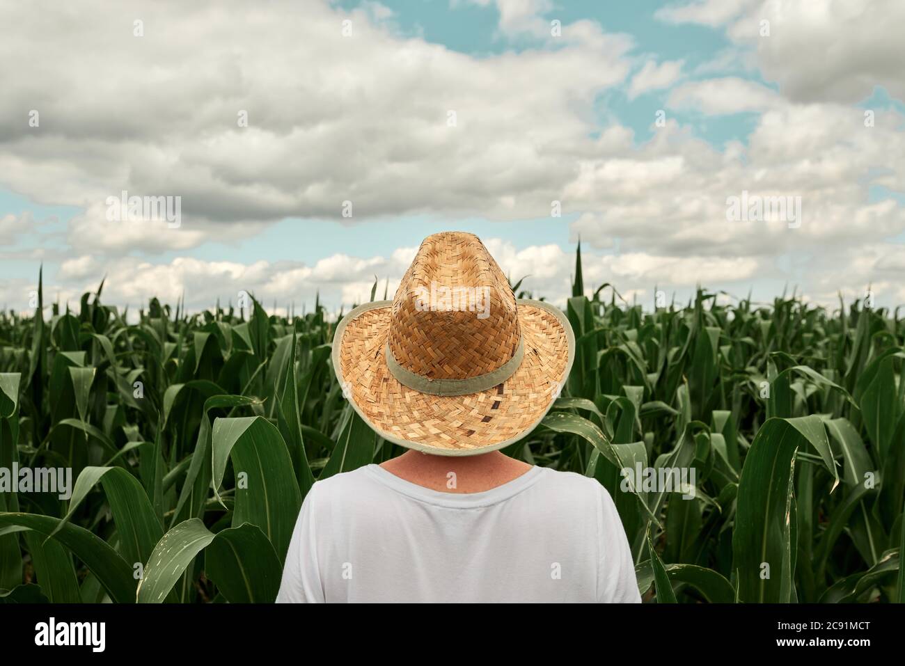Rear view of female farmer looking at green corn maize crop field in ...