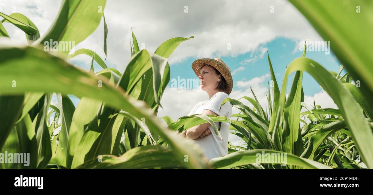 Female farmer looking at green corn maize crop field in summer. Woman ...