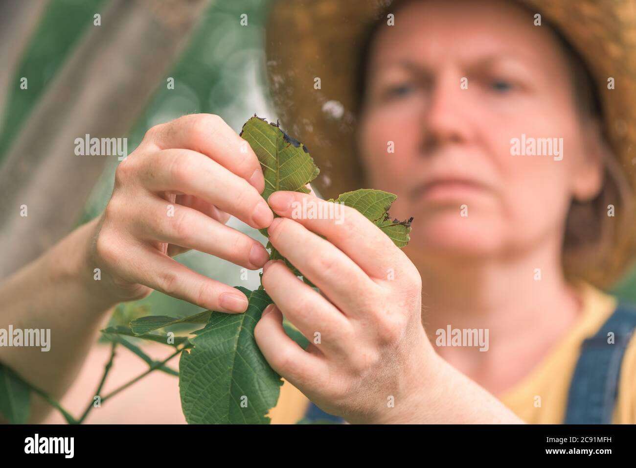 Female farmer examining walnut tree branches and leaves for common pest and diseases in organic fruit farm orchard Stock Photo