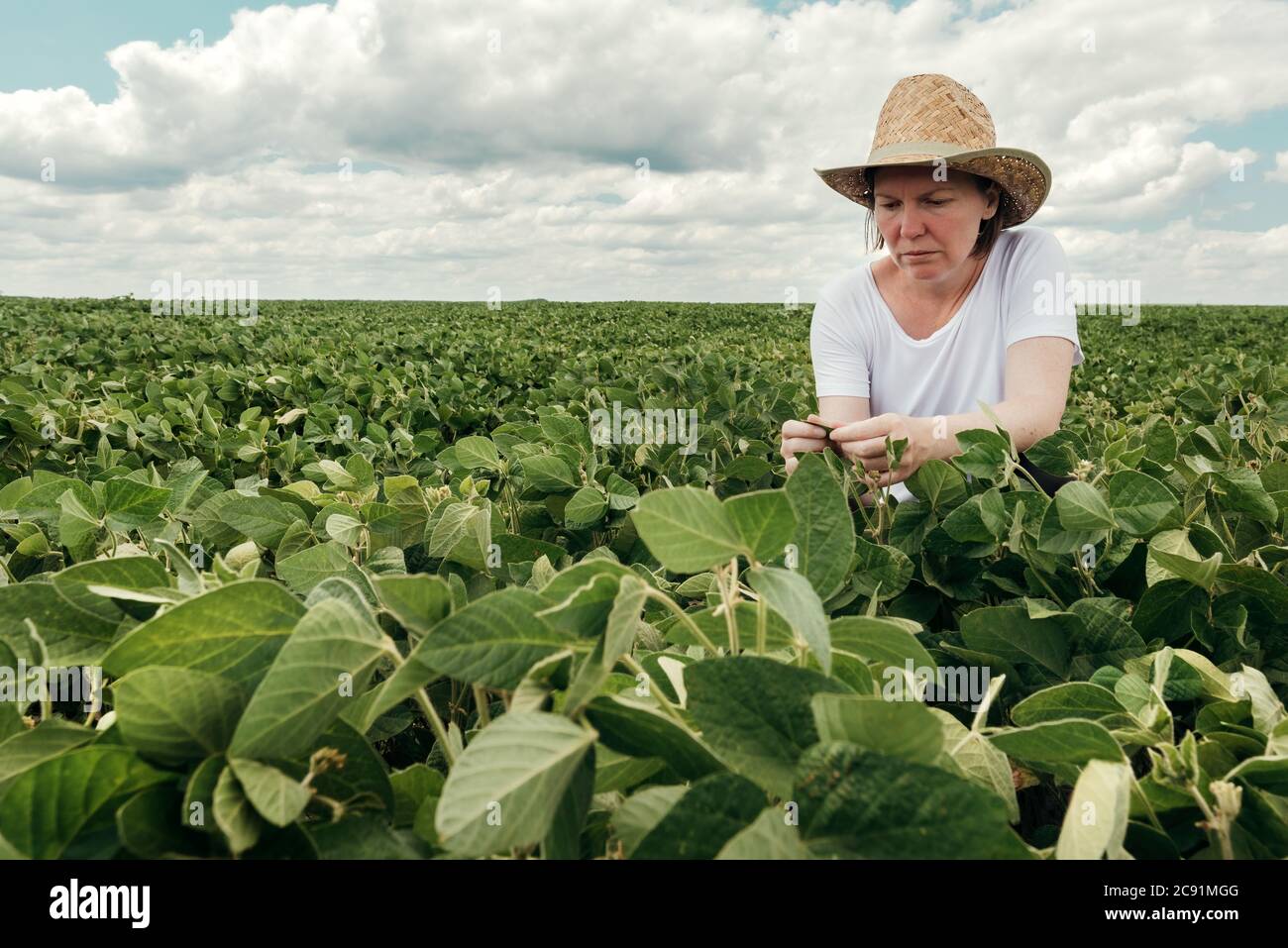 Female farmer agronomist examining soybean plants in cultivated field ...
