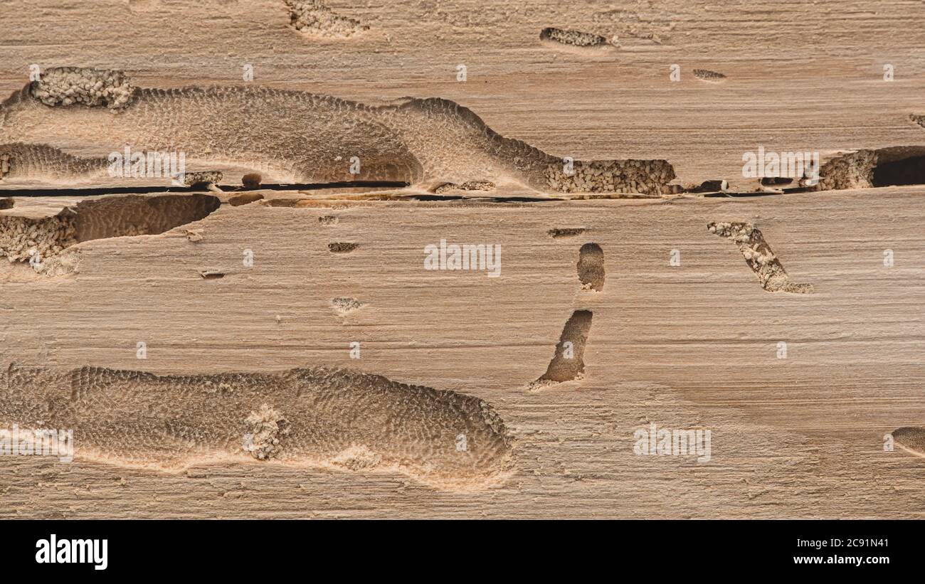Scolytus bark beetle traces inside wood, angle view. Longitudinal section of coniferous wood with traces of insect pest Stock Photo