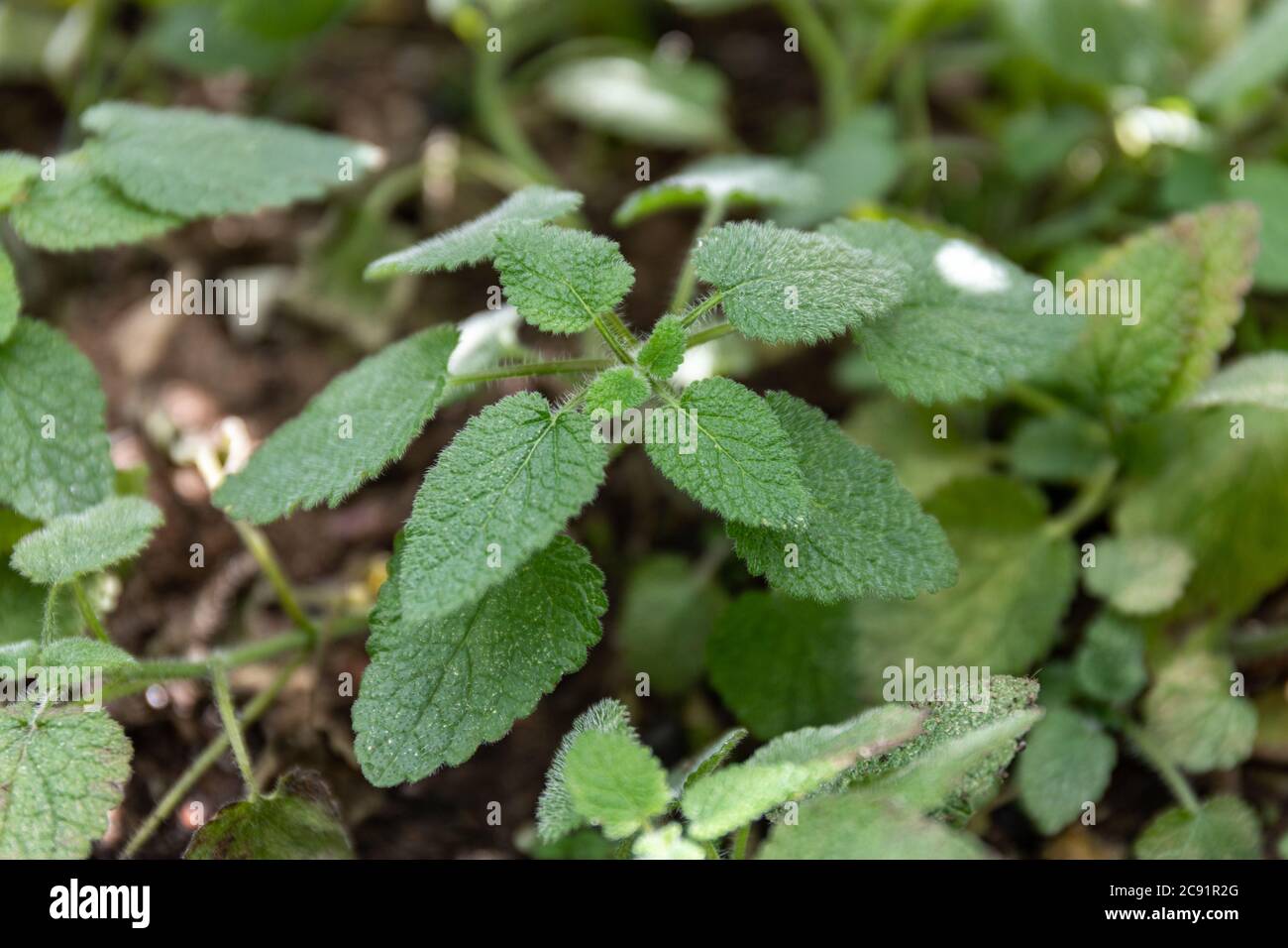 Green leaves of Clinopodium nepeta (synonym Calamintha nepeta), known as lesser calamint Stock Photo