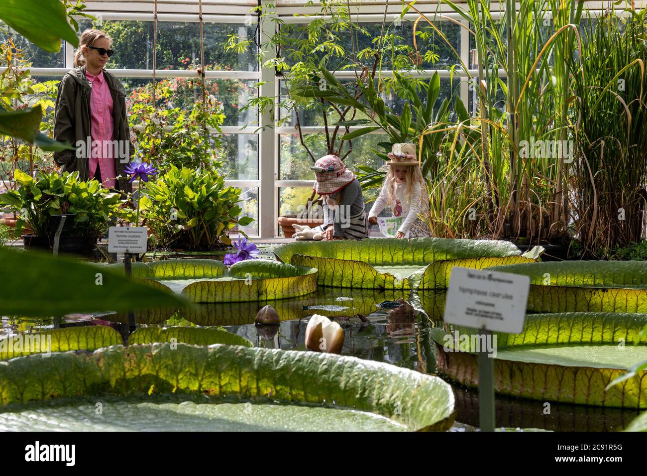 Little girls in summer hats and adult woman in sunglasses at Waterlily Room of Kaisaniemi Botanic Garden in Helsinki, Finland Stock Photo
