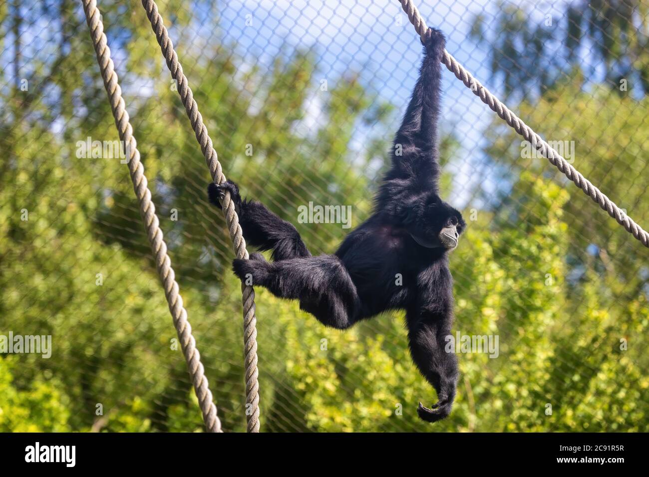 Siamang gibbon, Symphalangus syndactylus, in a zoo with ropes to climb and swing from. The largest gibbon and indigenous to Indonesia, Malaysia and Th Stock Photo