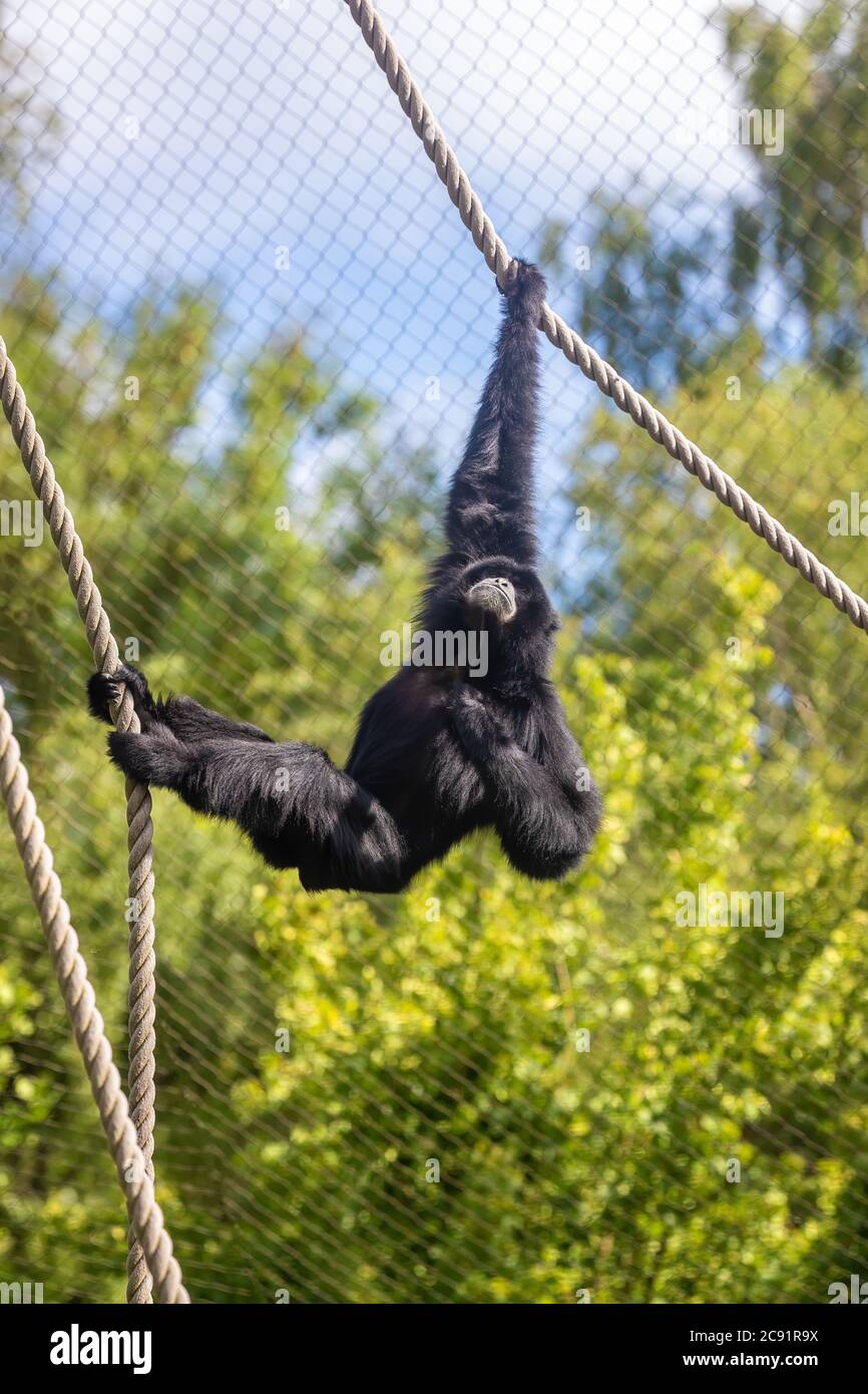 Siamang gibbon, Symphalangus syndactylus, in a zoo with ropes to climb and swing from. The largest gibbon and indigenous to Indonesia, Malaysia and Th Stock Photo