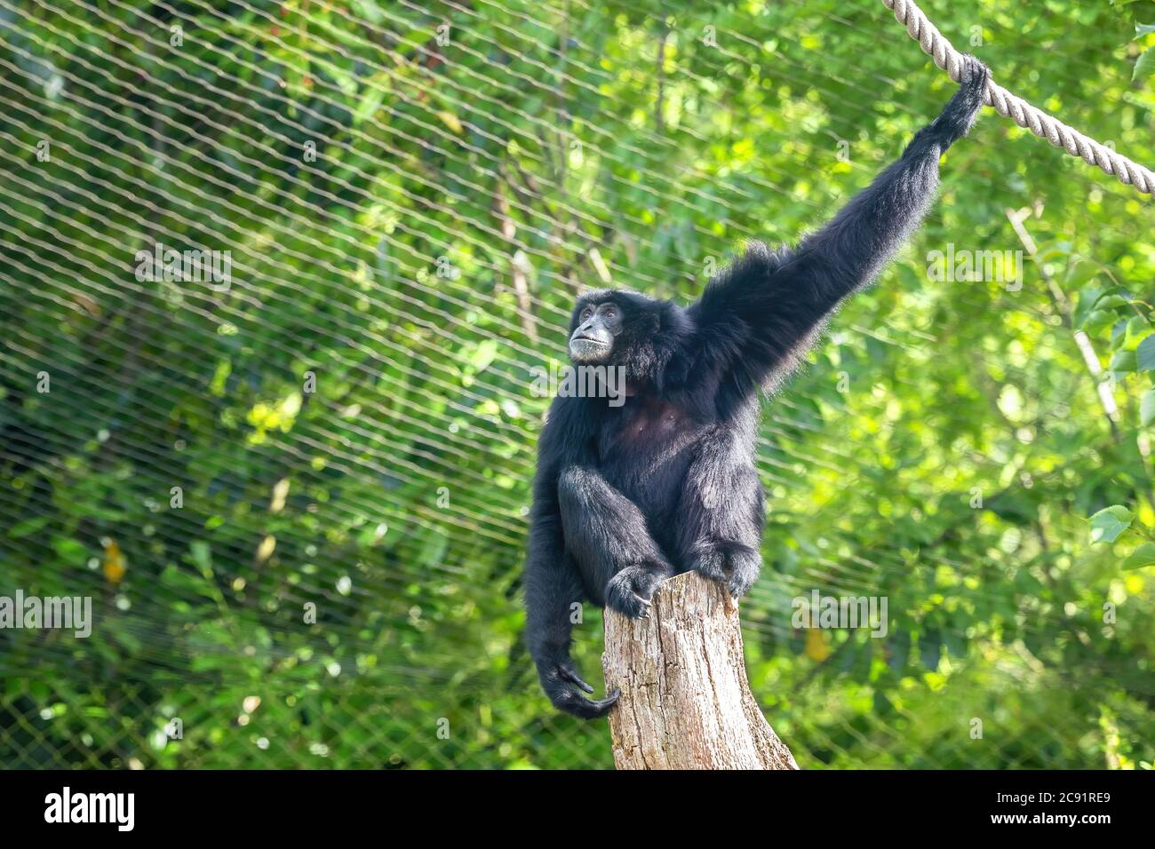 Siamang gibbon, Symphalangus syndactylus, in a zoo with ropes and tree stumps to climb and swing from. The largest gibbon and indigenous to Indonesia, Stock Photo
