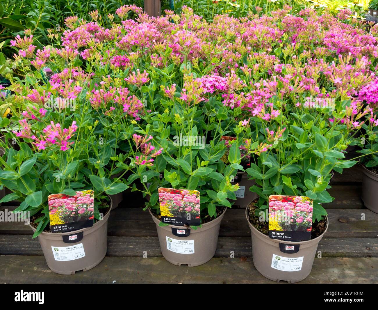 A display of Silene Sparkling Rose for sale in a North Yorkshire Garden Centre promoted as - a very British Summer Stock Photo