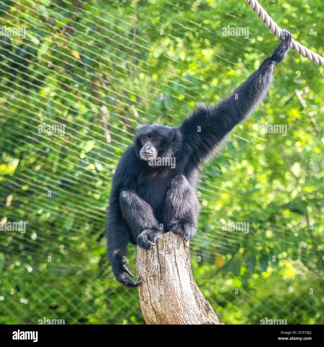 Siamang gibbon, Symphalangus syndactylus, in a zoo with ropes and tree stumps to climb and swing from. The largest gibbon and indigenous to Indonesia, Stock Photo