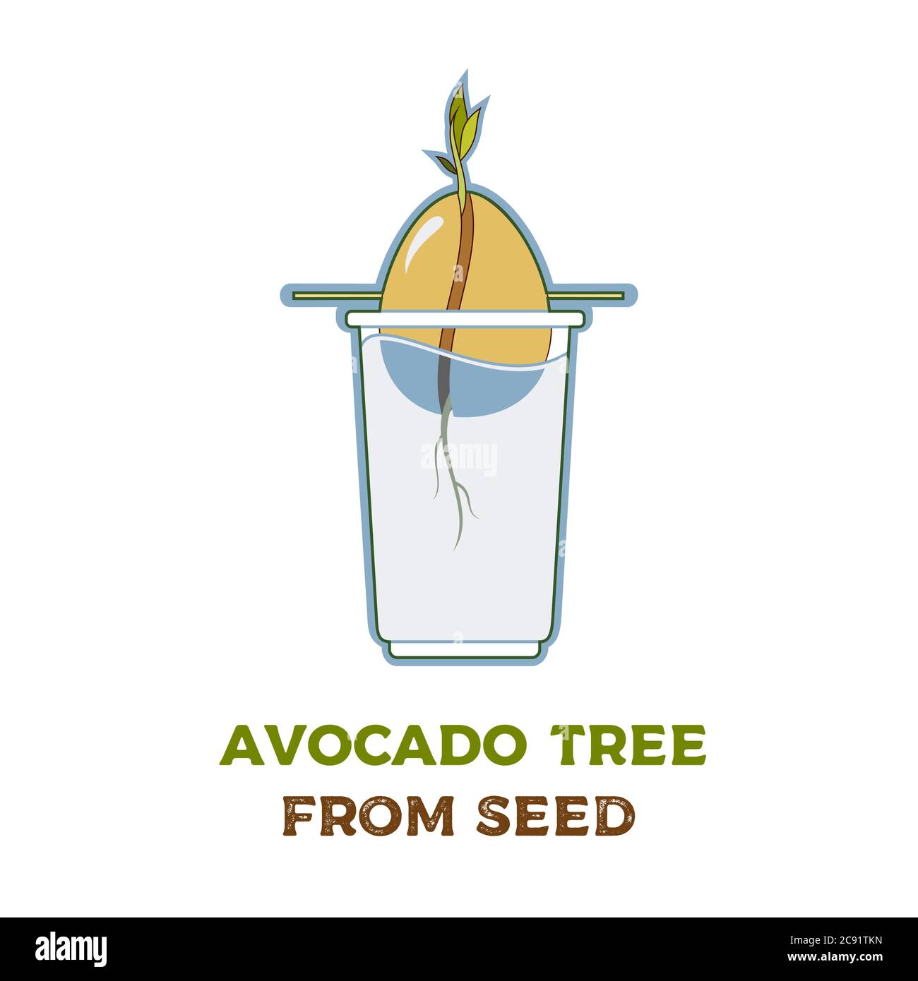 Avocado tree vector growing guide poster. Green simple instruction to ...