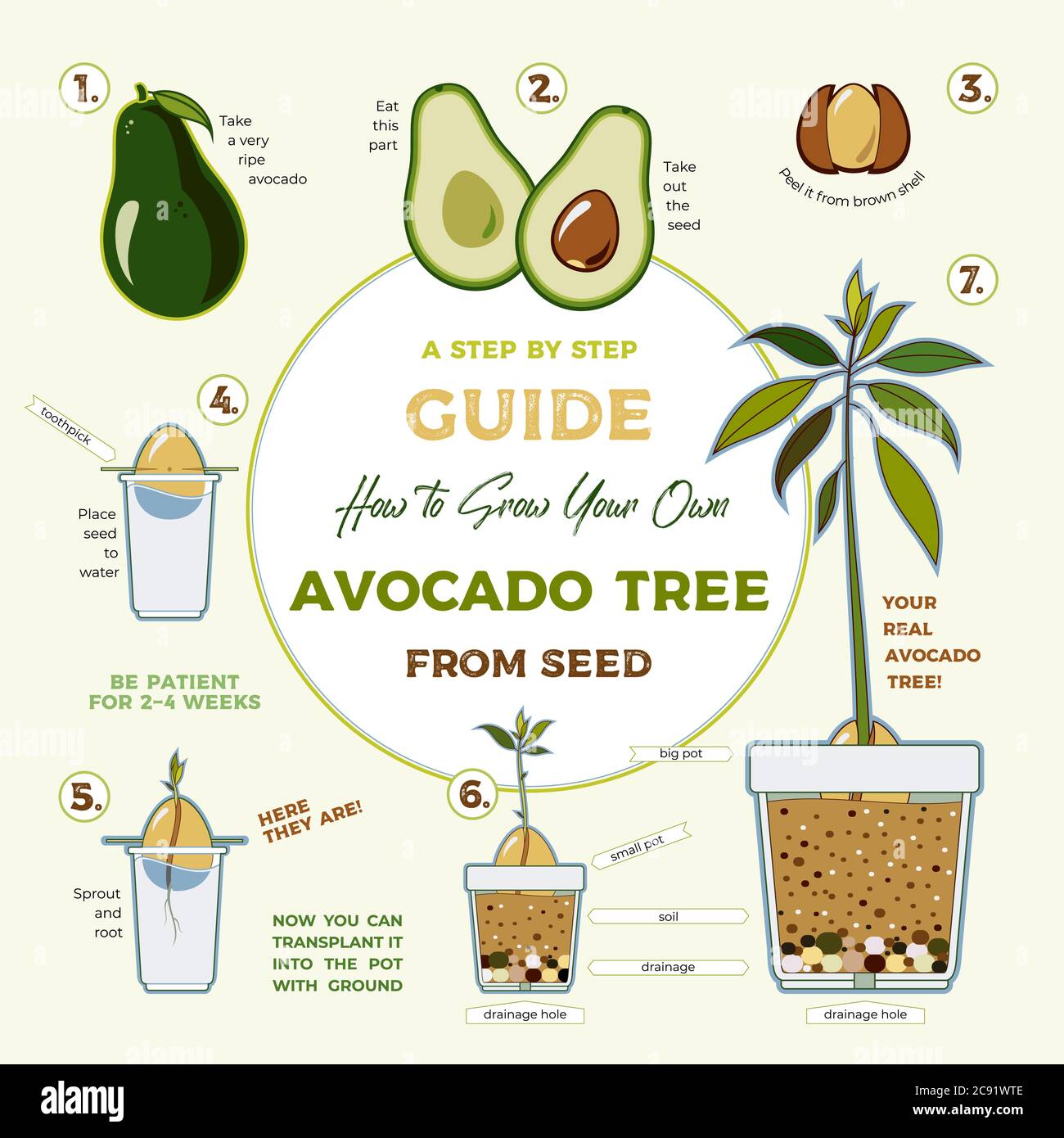 Avocado Tree Vector Growing Guide Poster Green Simple Instruction To 