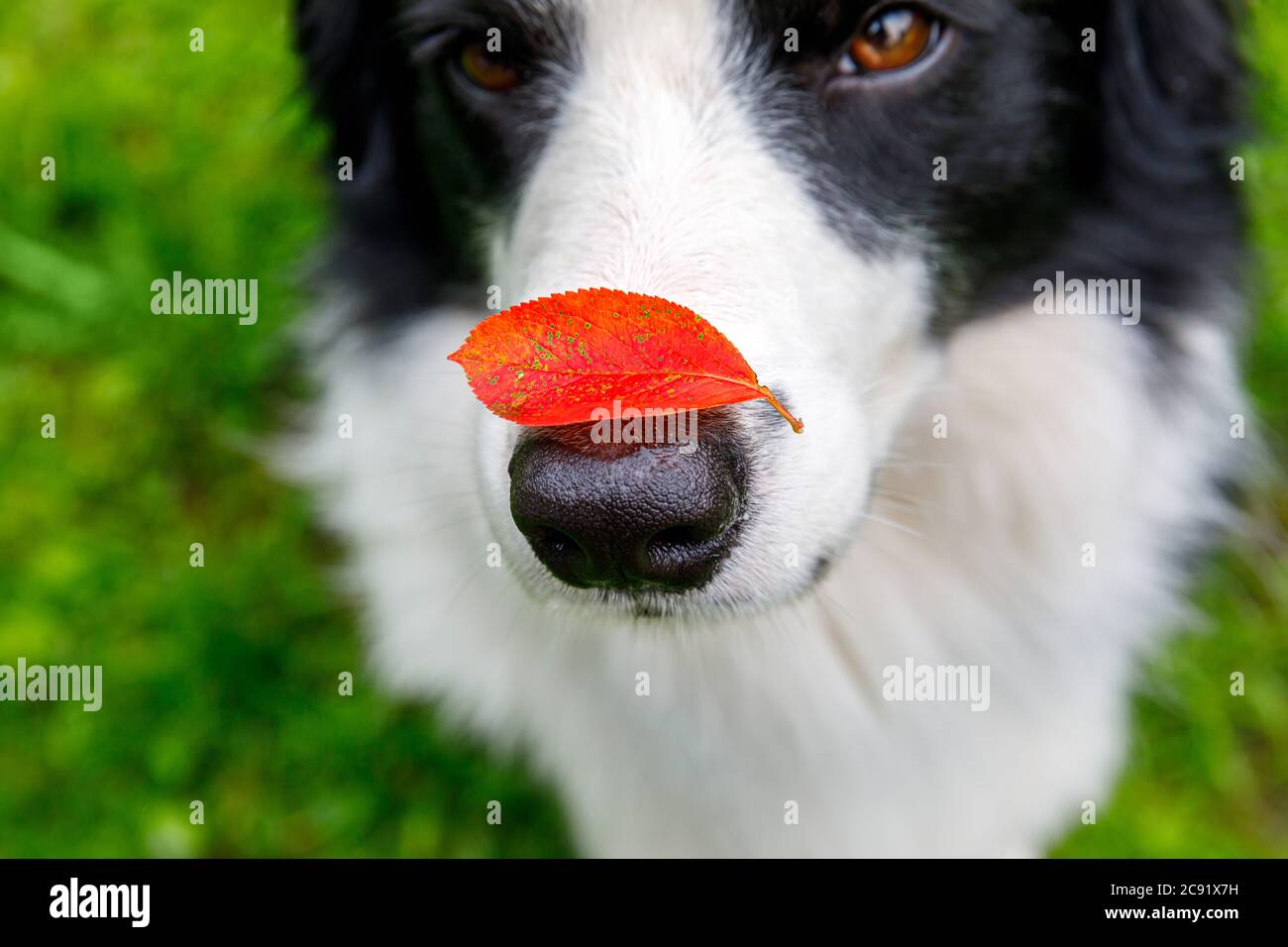 Outdoor portrait of cute funny puppy dog border collie with red fall leaf on nose sitting in autumn park. Dog sniffing autumn leaves on walk. Close Up, selective focus. Funny pet concept Stock Photo